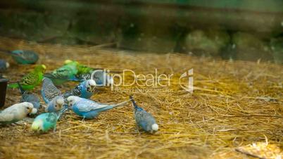 lots of colorful budgies peck feed