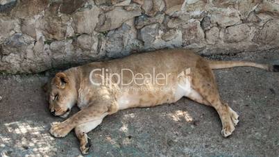 Lioness lying on its side in a zoo day