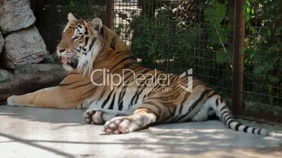 Tiger lying on its side in a zoo day