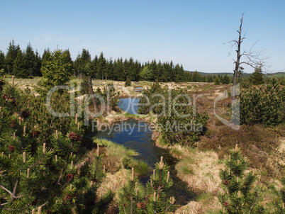 Moorlandschaft