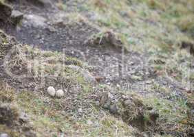 Eggs of the Eurasian oystercatcher