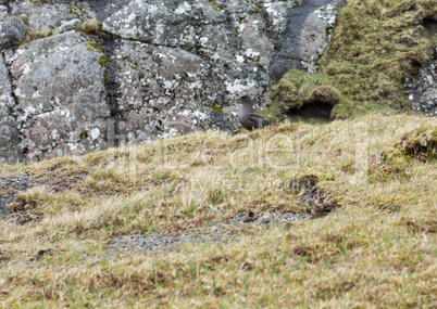 Skua on the ground