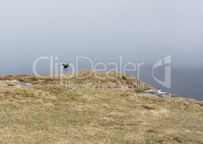 Skua landing on a meadow