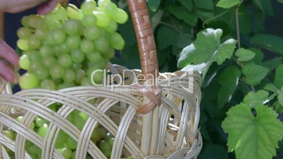 Senior female gardener putting bunch of seedless white grape inside basket