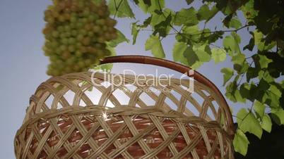 Female gardener placing bunches of home grown sultana white grapes in basket