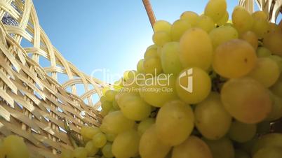 Slow Motion: Female gardener placing seedless white grape bunches inside basket