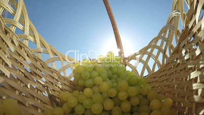 Senior female gardener putting bunch of grapes shining in sun rays inside basket