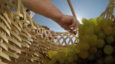 Bunch of seedless sultana white grapes shining in sun rays inside wicker basket