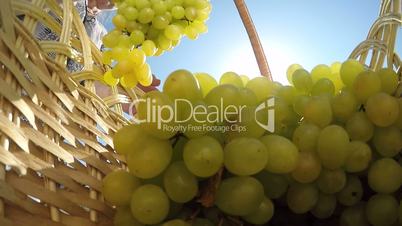 Senior woman carrying basket with seedless kishmish white grapes