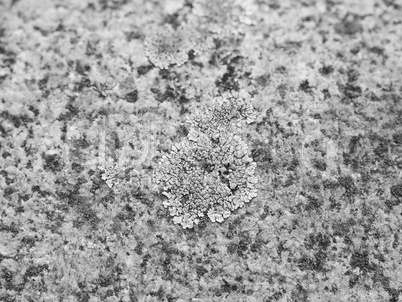 Black and white Moss on stone