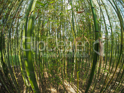 Bamboo tree