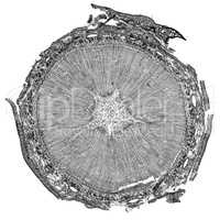 Black and white Pine Wood micrograph