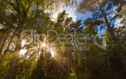 sun shining through tree branches