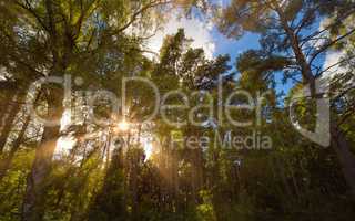 sun shining through tree branches