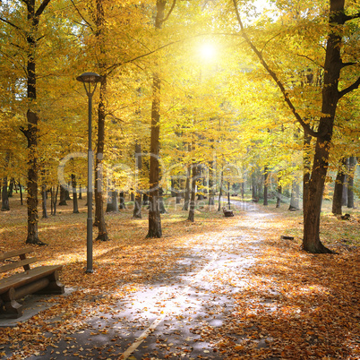 Autumn park and fallen leaves