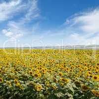 Blooming sunflower plantation and blue sky