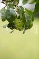 Ripe pear with rain drops