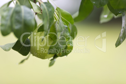 Ripe pear with rain drops