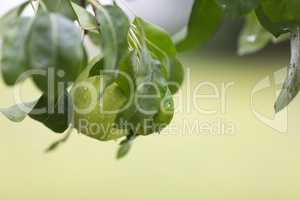 Ripe pear with rain drops