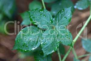 Blackberry leaf covered with water drops