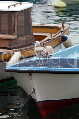 Young seagull on a boat