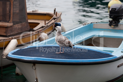 Young seagull on a boat