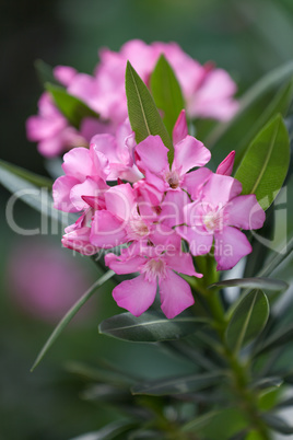 Pink oleander in blossom