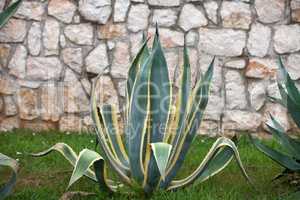 Agave plant