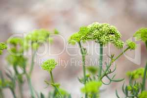 Crithmum maritimum known as samphire or sea fennel