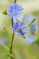 Close up of a bee pollinating blue chicory flower