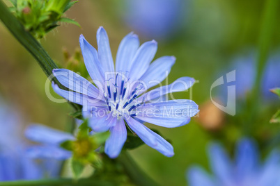 Close up blue chicory flower (cichorium intybus), shallow focus