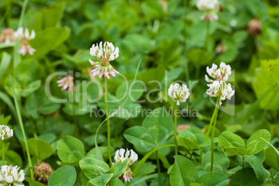 White clover trifolium rapens