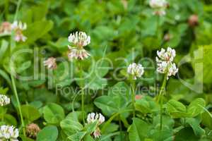 White clover trifolium rapens