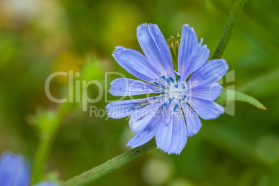 Close up blue chicory flower