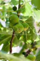 Green figs on the tree in a sunny day
