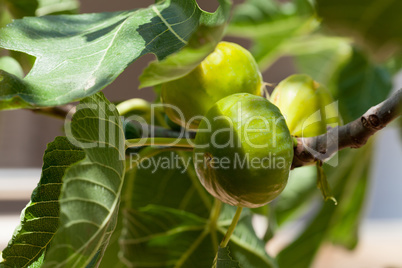 Green figs on the tree in a sunny day