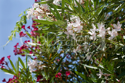 White and pink oleander tree in blossom