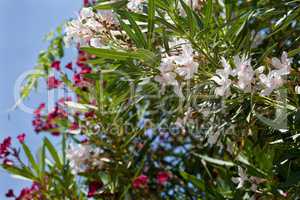 White and pink oleander tree in blossom