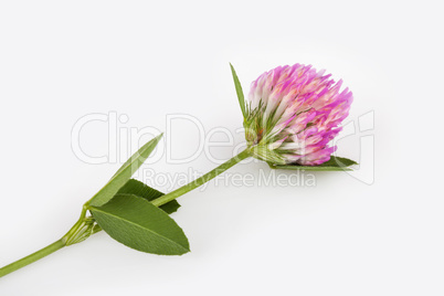 Red clover on white background