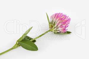 Red clover on white background