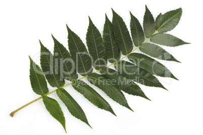 Staghorn sumac leaves on white