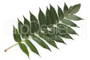 Staghorn sumac leaves on white