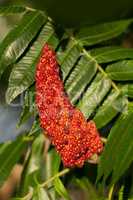 Red flower of the staghorn sumac
