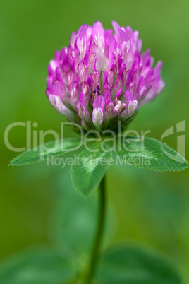 Purple clover flowerhead on a green background, shallow focus