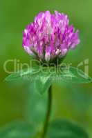 Purple clover flowerhead on a green background, shallow focus