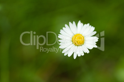 Daisy flower on a dark-green lawn background, shallow focus