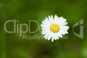 Daisy flower on a dark-green lawn background, shallow focus