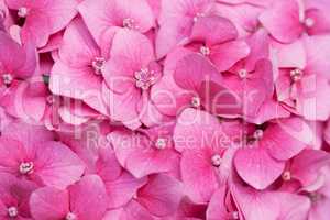Pink hydrangea close up
