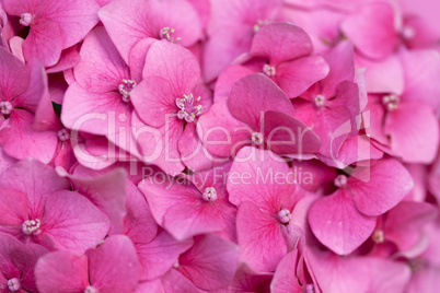 Pink hydrangea close up