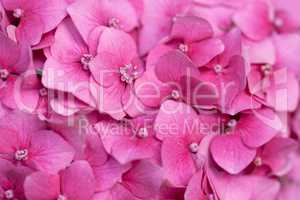 Pink hydrangea close up